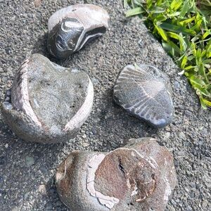 Fossils imbedded in rock- genuine, hand collected.